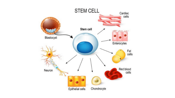 What Are Stem Cells Stem Cell Patches