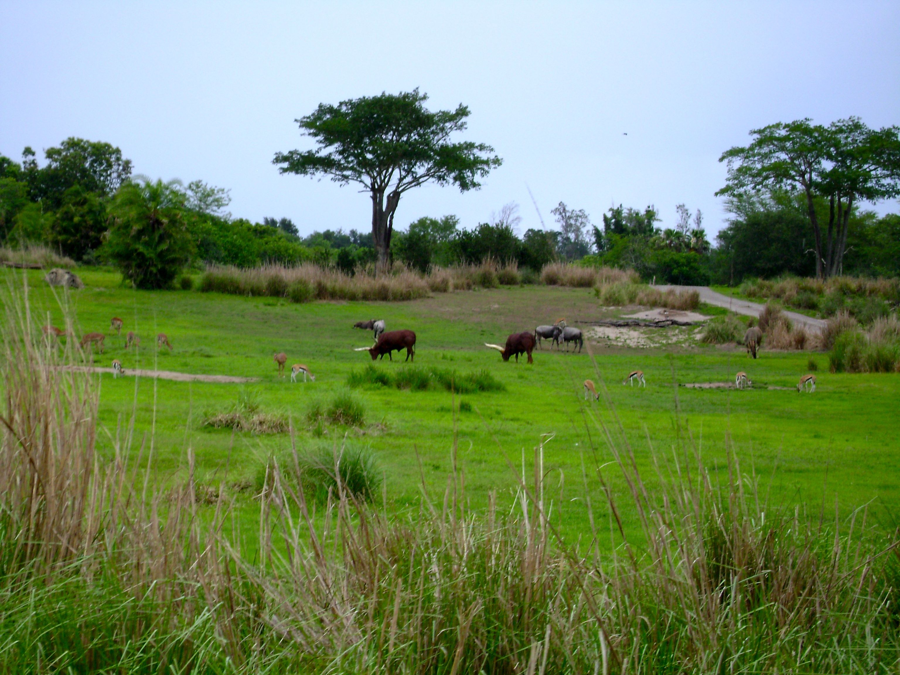 Animal Kingdom 2008 Photos | Steve Clancy