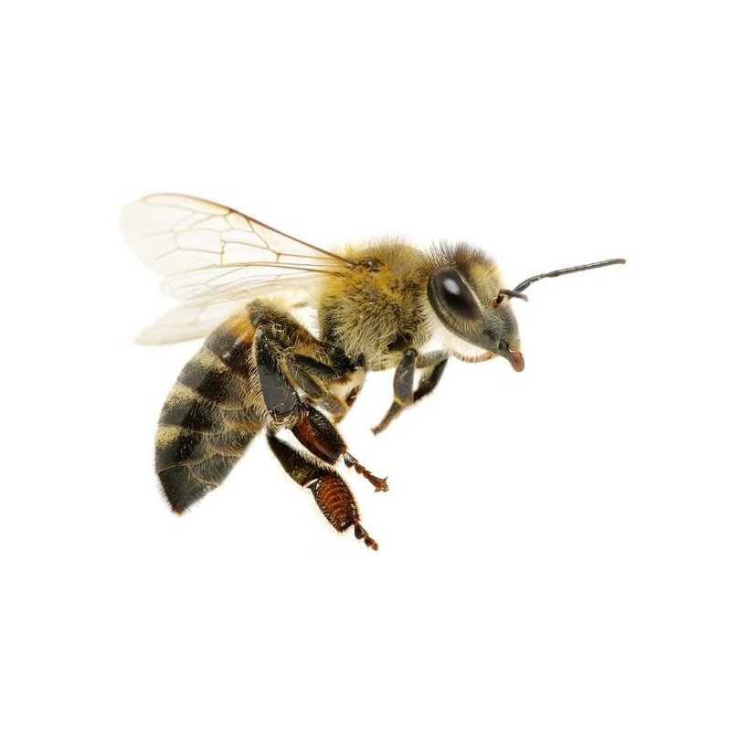 Sticker Abeille Guepe Pour Votre Deco Interieur Et Exterieur Etiquette Autocollant