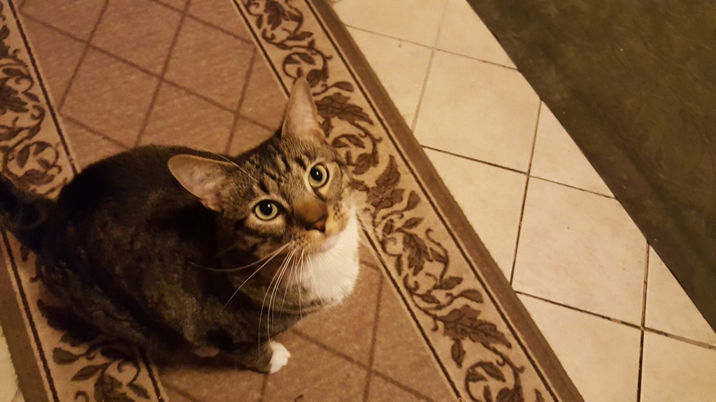 Bad Kitty Stilettos, Stoli & Scribbles