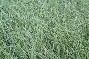 Synonymes cordyline hectori, cordyline hookeri, cordyline lineata, dracaena indivisa. Dracaena Indivisa | Stone Brothers