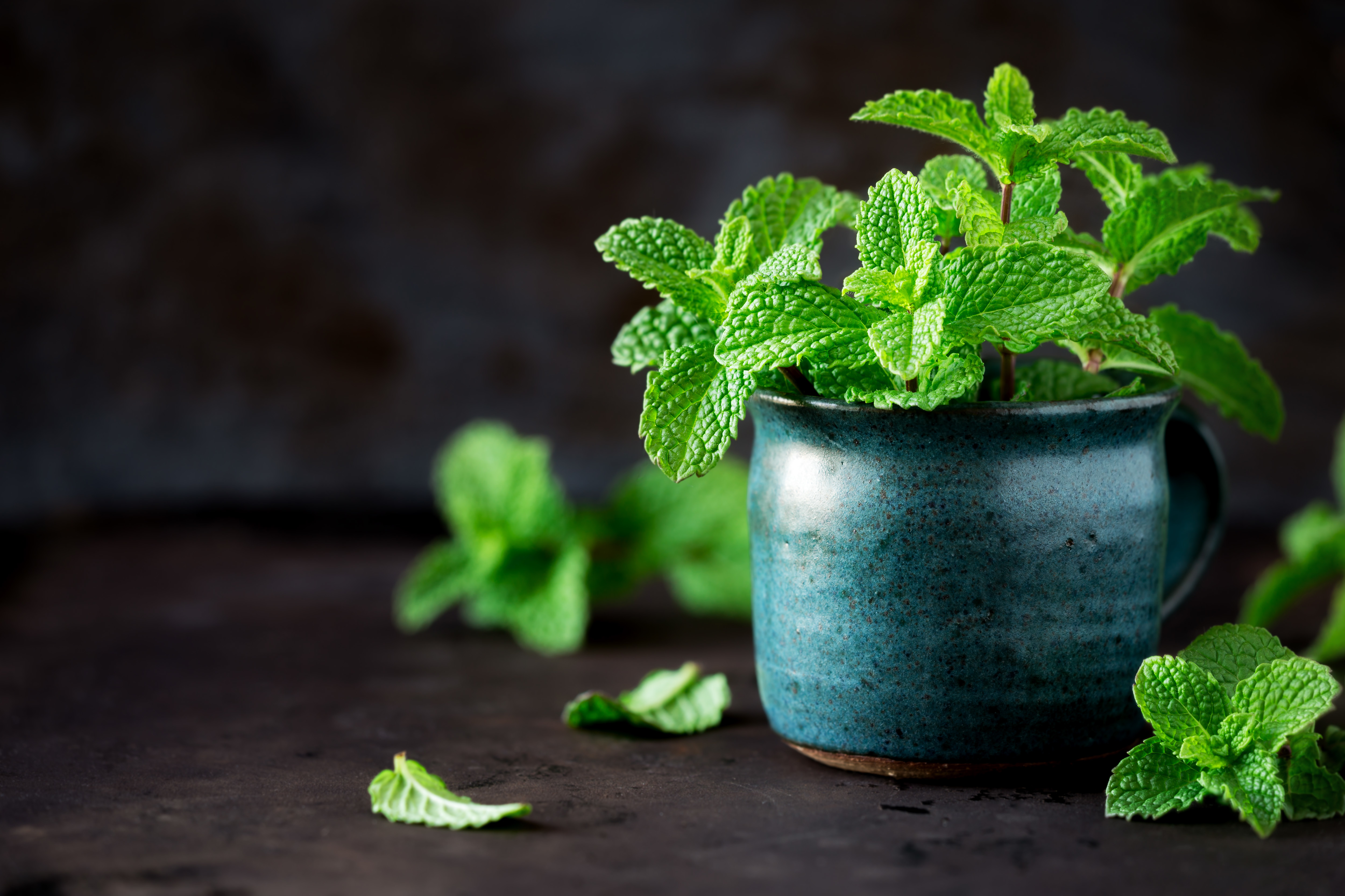 Mint is a highly aromatic, perennial herb in the genus mentha of the lamiaceae family. 5 Best Mint Seeds For Indoor Vegetable Garden Storables