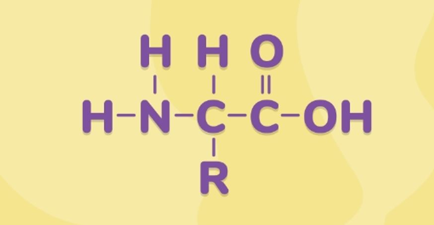 Sumber asam amino esensial dan non esensial. Makromolekul Tanya Mipi