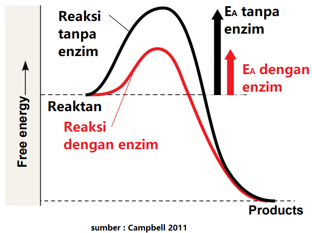 Enzim dan Metabolisme Sel - Tanya MIPI