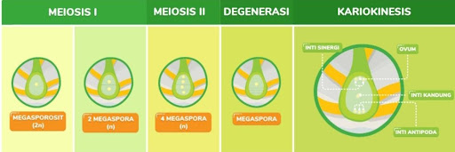 Pembelahan Sel - Tanya MIPI