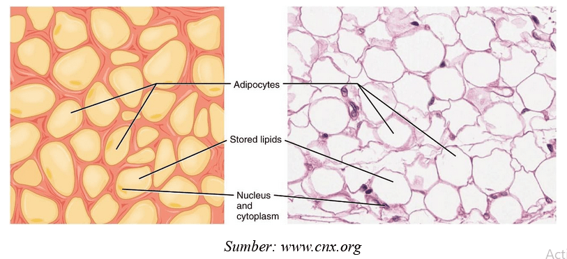 Jaringan Hewan - Tanya MIPI