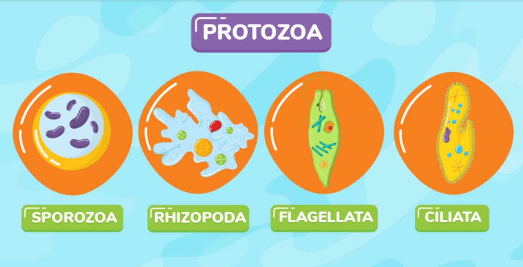 Protista - Tanya MIPI