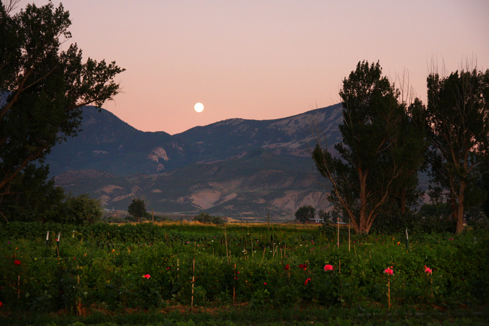 Beets, cabbage, carrots, chile peppers, cucumbers, . A Colorado Farmer Florist Studio Z Flowers