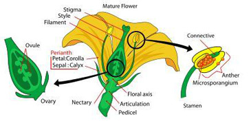 Dissect flowers to look at their parts. Flowering Plants: Reproduction & Fertilization - Video