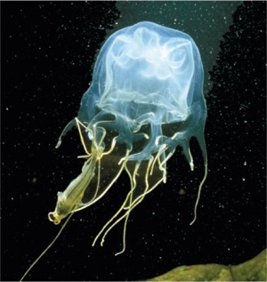 It is also known as the marine stinger. Box Jellyfish Lesson for Kids | Study.com