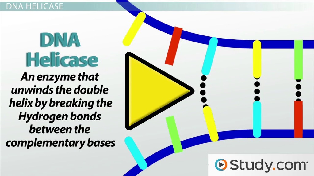 Design randomised, double blind, placebo controlled trial. How Helicase Unwinds the DNA Double Helix in Preparation