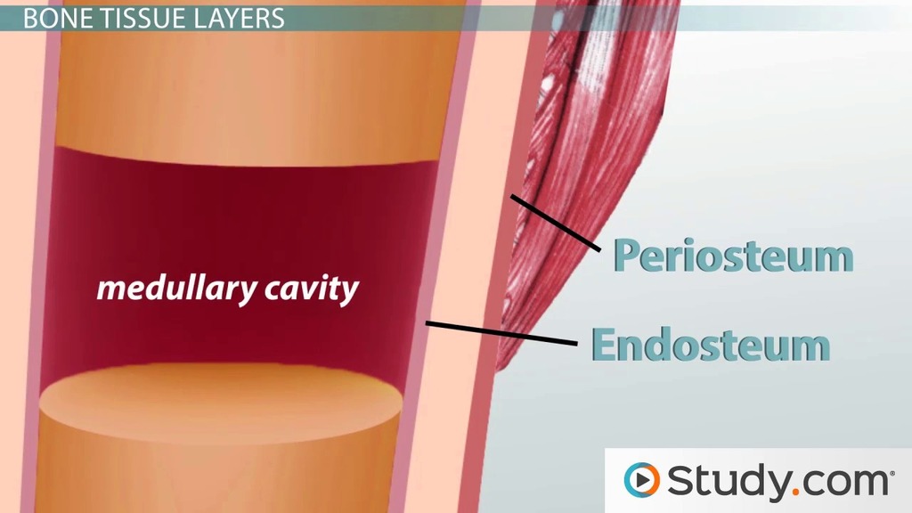 In recent years, bone broth has become something of a trend, but this nu. Anatomy Of A Bone Parts Marrow Types Video Lesson Transcript Study Com
