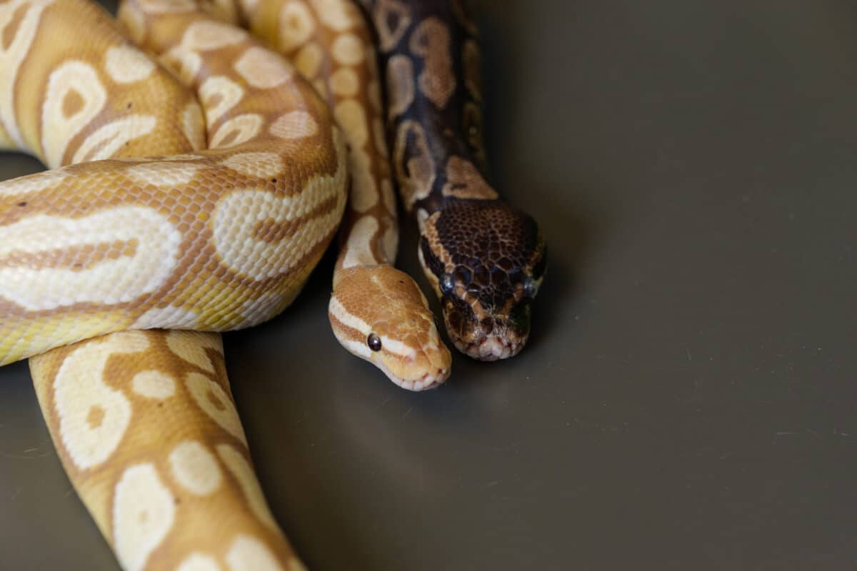 Python Blood May Point To A New Weight Loss Drug, And Humans Already Make The Key Ingredient
