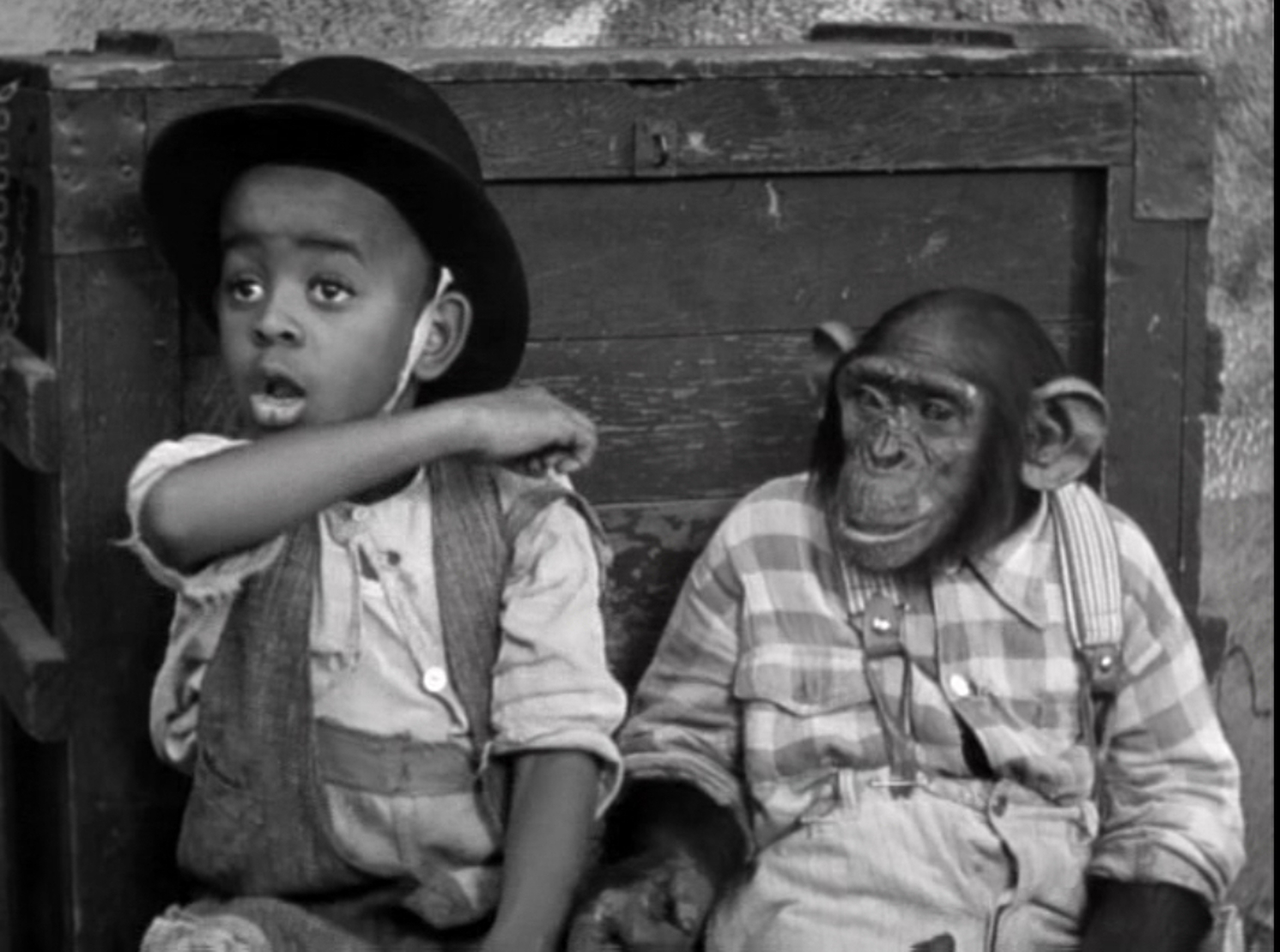 Uh, dentist pulled my wisdom teeth. Chimps And Actors In Publicity Photographs