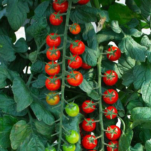 RAPUNZEL (I) Tomato What We Grow