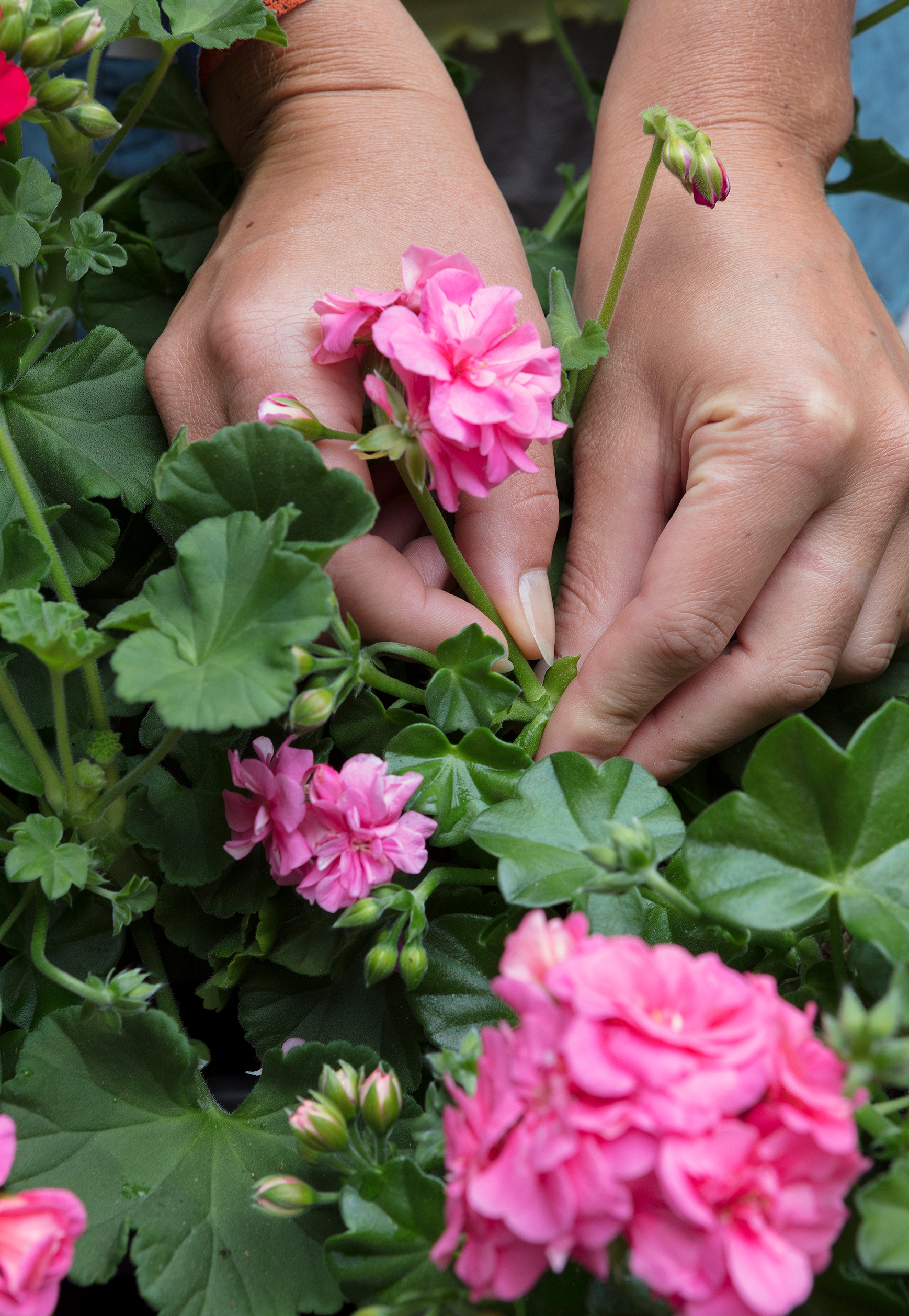Geranium fertilizer is particularly recommended for this plant if you wish to increase the blooming. Geranium Care Made Easy Tips For A Perfect Plethora Of Flowers