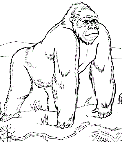15 best printable animal colouring pages for kids