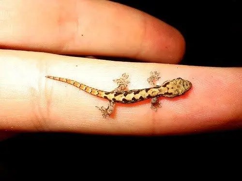 9 Rocking Gecko Tattoo Designs With Images | Styles At Life 375_x_500_webp