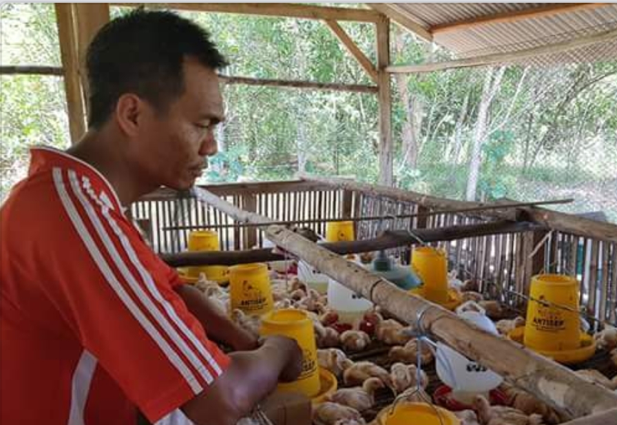 Ayam ayam sabung peru ayam sabung taji judi adu ayam online sabung ayam. Satu-satunya di Tanjungpinang, Ayam Herbal Probiotik Yudi Santoso