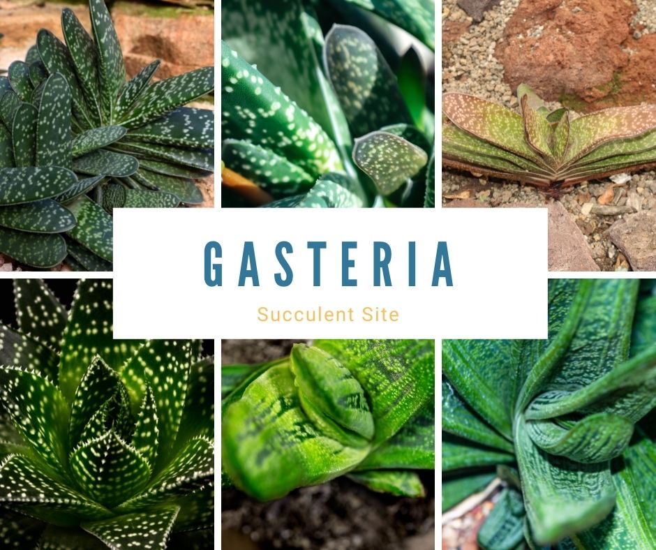 Gasteria - Succulent.Site
