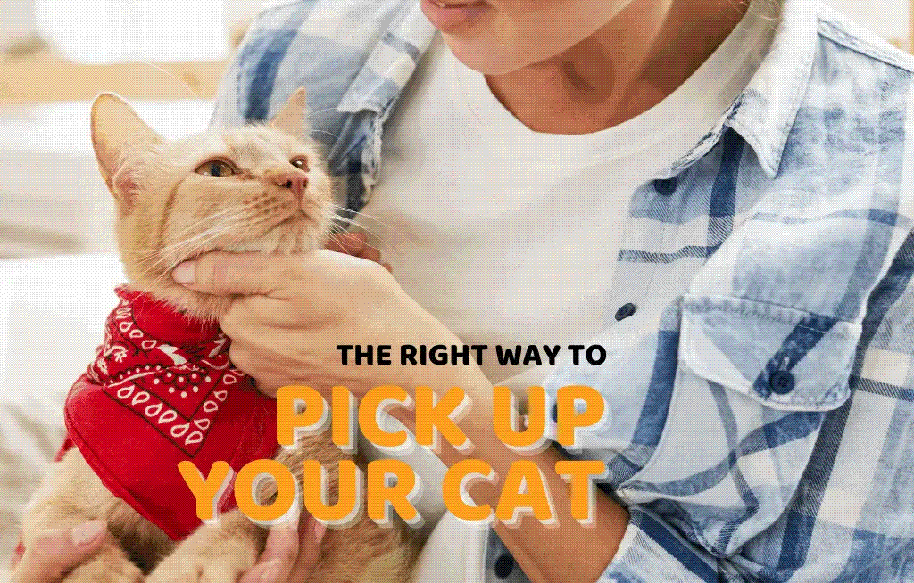 For Cat Owners Here’s The Right Way To Pick Up Your Cat
