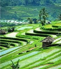 Gambar Pemandangan Alam Asri