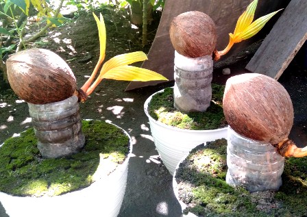 Bonsai Kelapa : Bonsai Kelapa Home Furniture Gardening On Carousell : Promo belanja online bonsai kelapa kuning harga terbaik di lazada | voucher diskon ✓ gratis ongkir ✓ bisa cod.