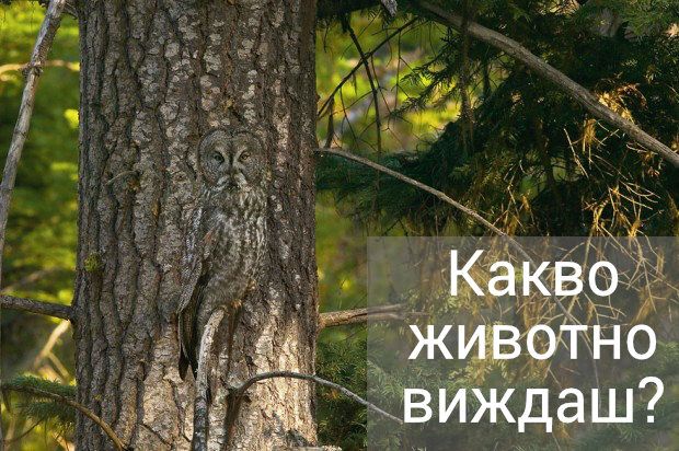 Тест: Ловец ли сте или плячка?