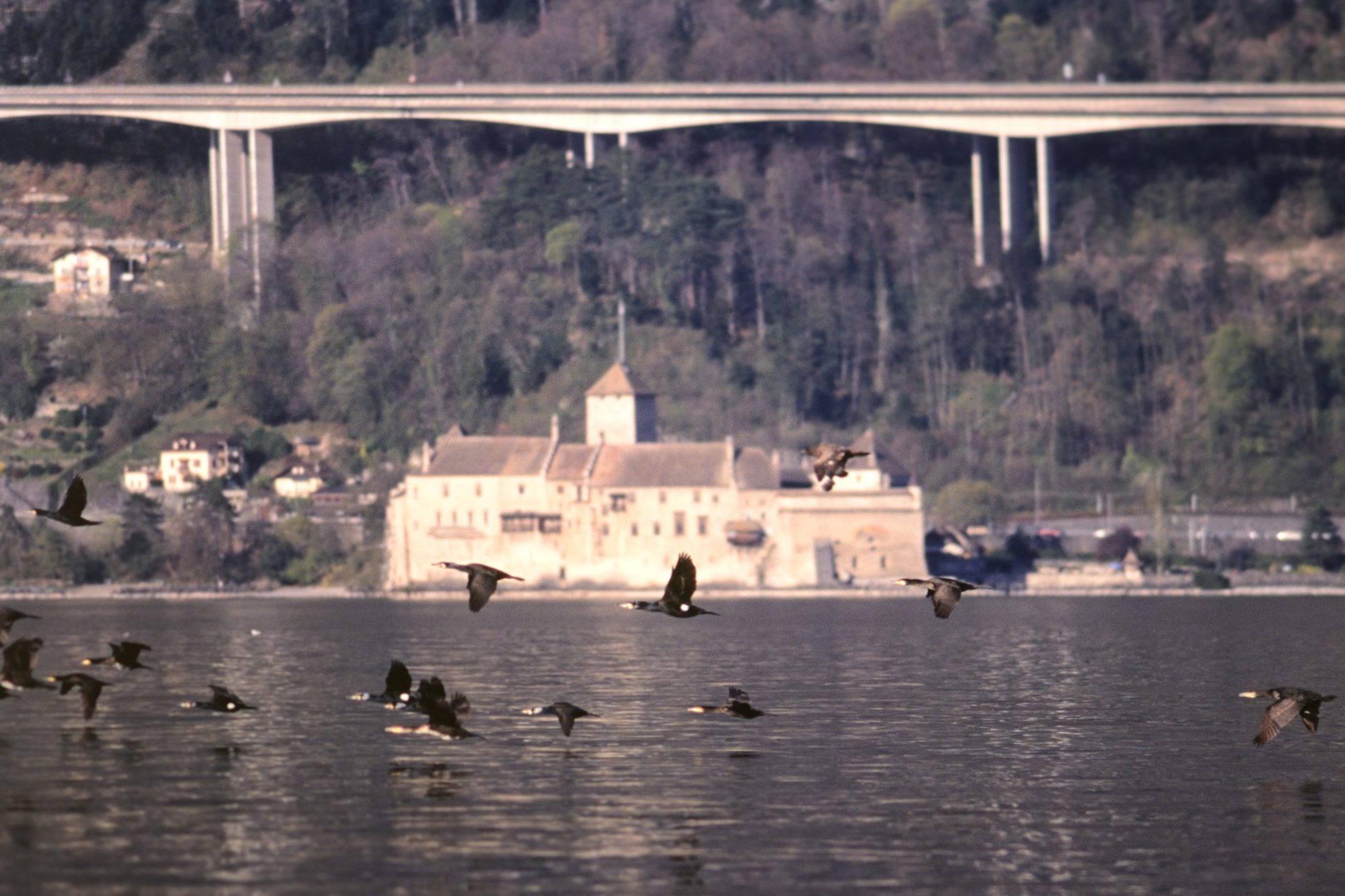 Furthermore, the rabbinic authors of the. Les Labbes : une famille d'oiseaux peu connus mais présents sur toutes les mers… et même sur le ...