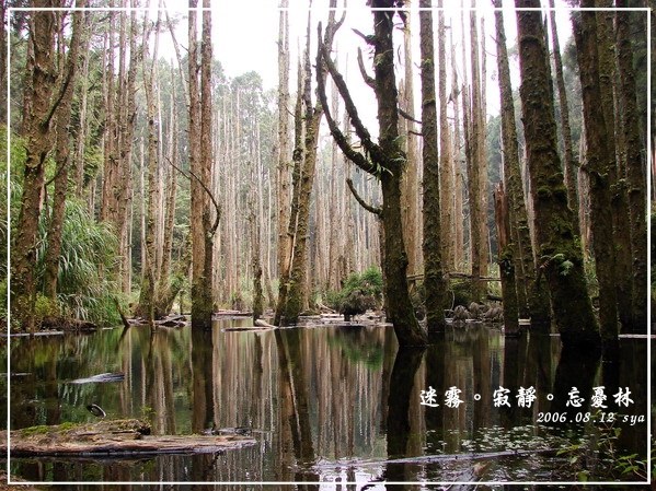 【南投 景點】忘憂森林 | 迷霧、寂靜