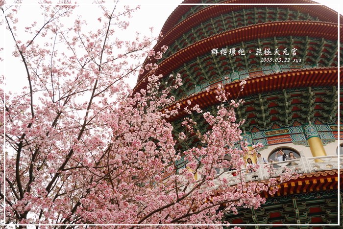 淡水無極天元宮 | 群櫻環抱 (粉紅吉野櫻爆發！)