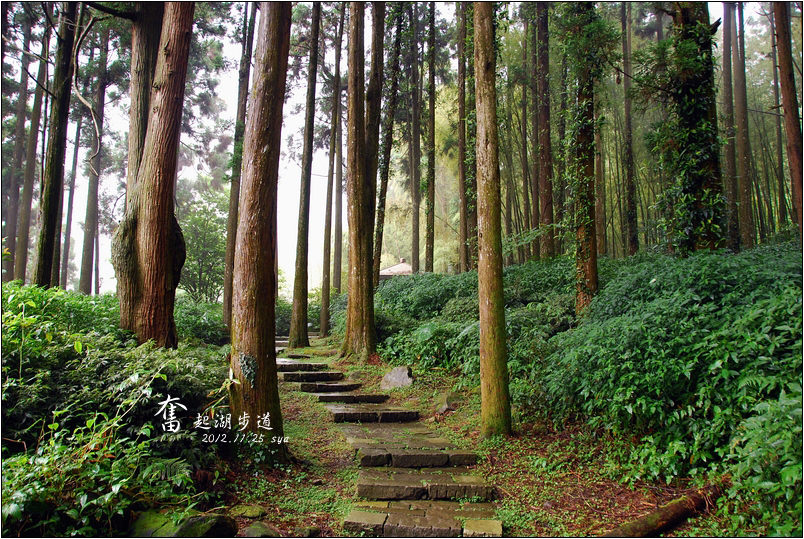 【嘉義推薦景點】奮起湖步道、觀景台、神社 | 走走森林步道，體驗不一樣的奮起湖行程