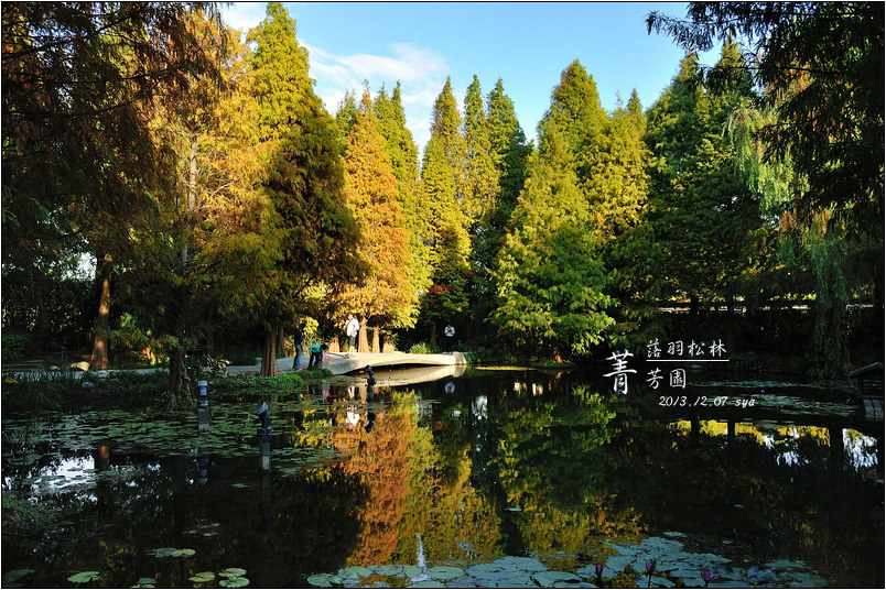 【彰化 景觀餐廳】菁芳園 落羽松林 | 歐洲般的景致