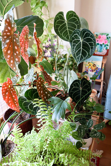 観葉植物カシワバゴムノキの育て方。最も重要なポイントはコレだ