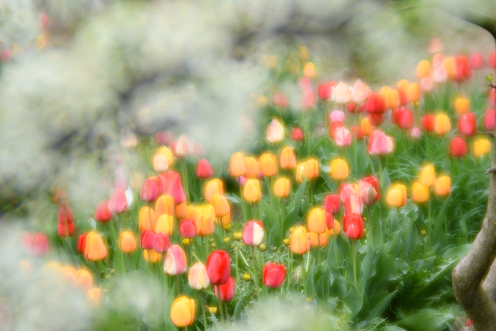 06 Mai 2021 Taina CÄsÄtoriei