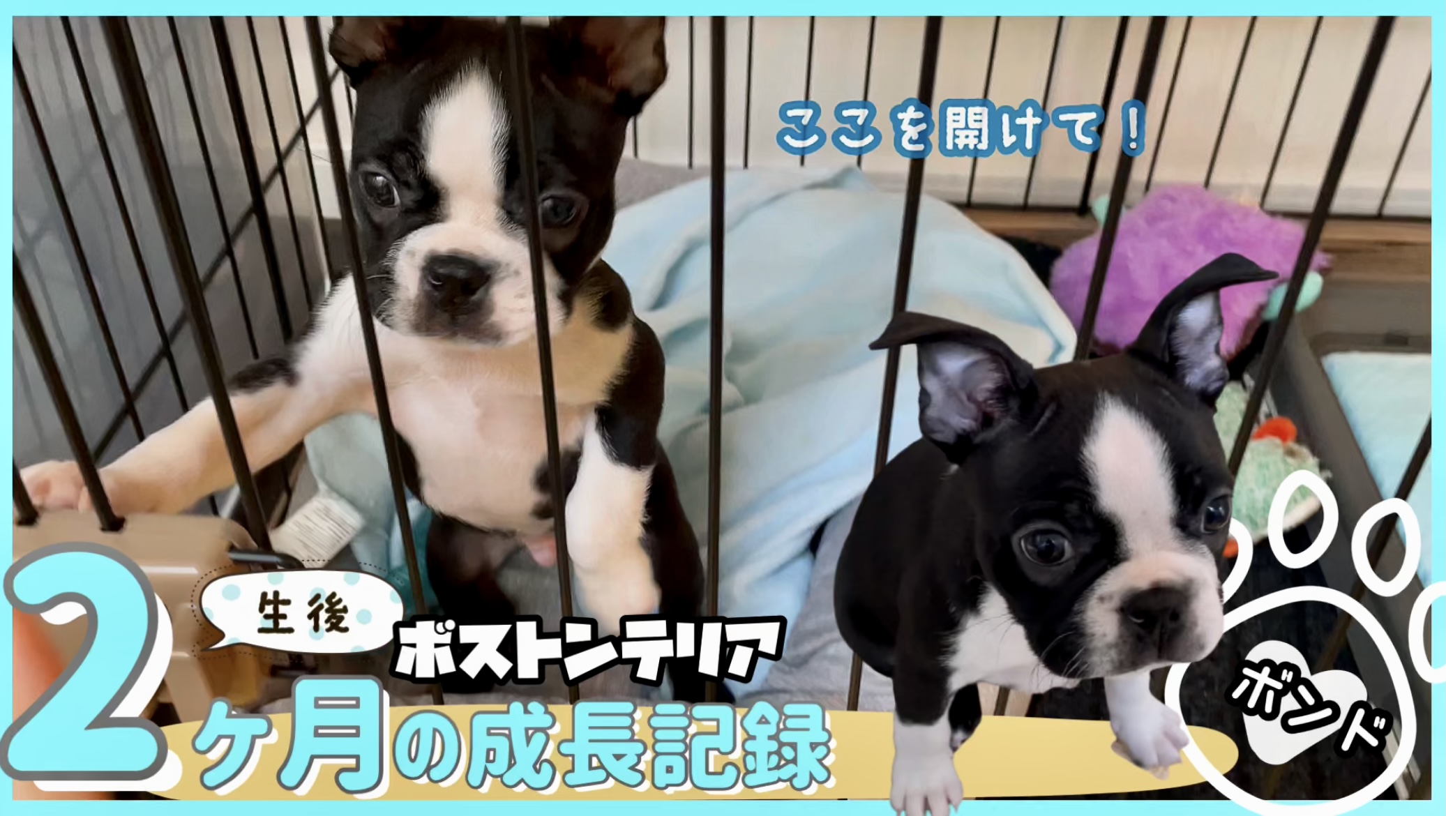 ボストンテリア子犬 生後2ヵ月から3ヵ月までの成長記録のあとがき Tamakemono Blog
