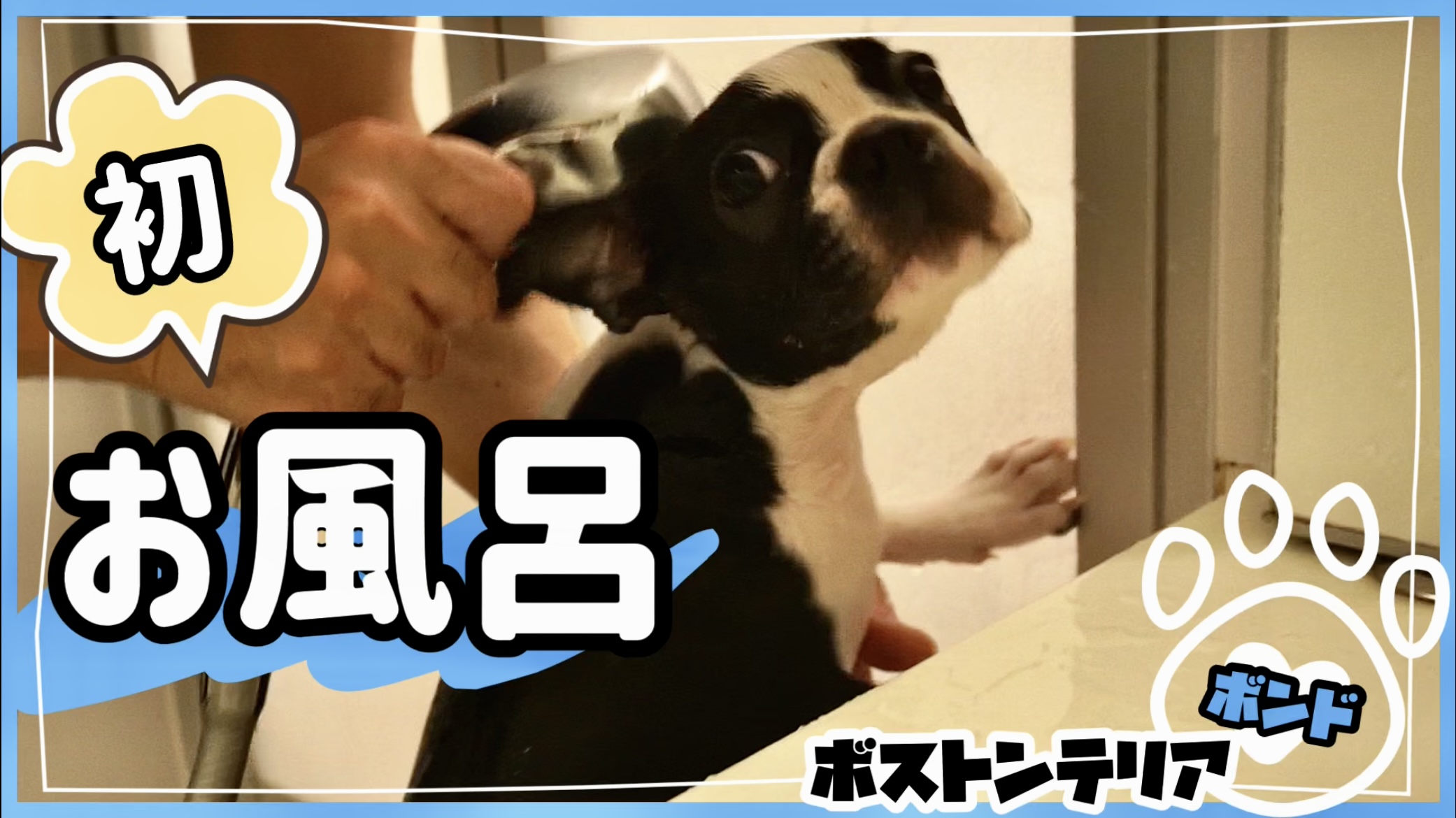 ボストンテリア子犬 初めてのお風呂とドライヤーに挑戦 のあとがき Tamakemono Blog