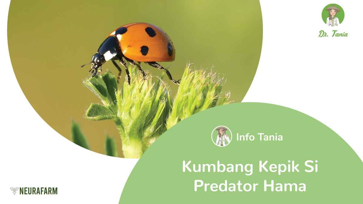 Ladybug (Kumbang Kepik) Si Predator Hama