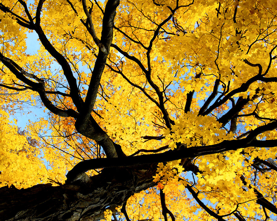 From the bright yellow of a sunflower to the more dangerous golden tone of the eyelash viper, the color yellow is found everywhere in nature. Shades Of Yellow Total Design Source
