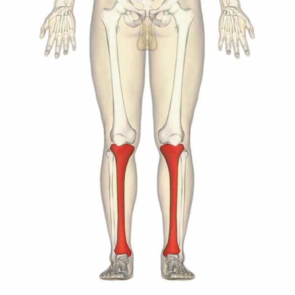 This may require a visit to a physician, and possibly some further testing. The Tibia Proximal Shaft Distal Teachmeanatomy