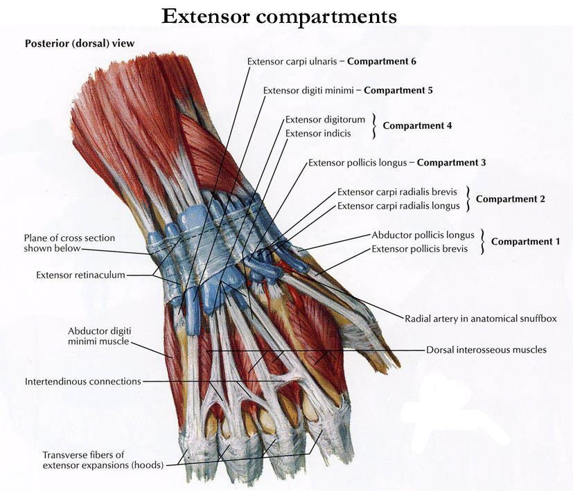 Muscles are tissues that contract to help parts of the body move. Anatomy Of The Hand Team Bone