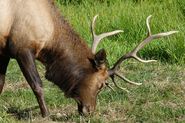 Both males and females have a pair of short horns on the top of the head. Elk Meat Processing Ted Baker Meats