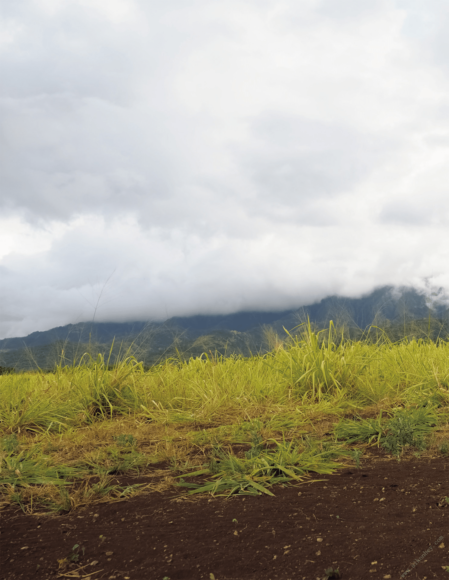 Masquerade -マスカレード-  葵つかさ アサ芸SEXY女優写真集 [172P](119)