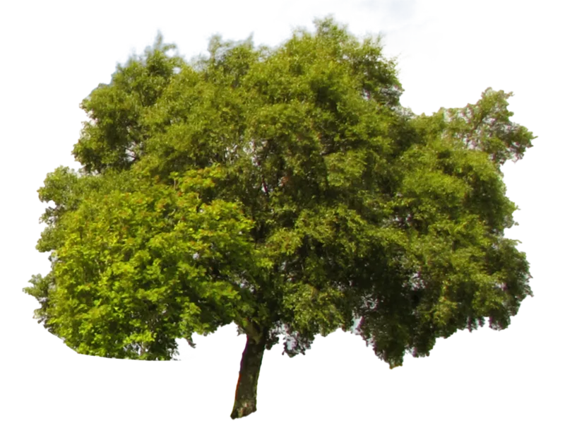 Kristianbell / getty images the american green tree frog is a staple of summer nights in the u.s. Green Tree Pngs Free Files In Png Format Templatepocket