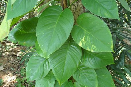 Su original apariencia y el tono de sus hojas hace que sea muy valorada por el toque . El Potus Poto Una De Las Plantas De Interior Favoritas Tendenzias Com