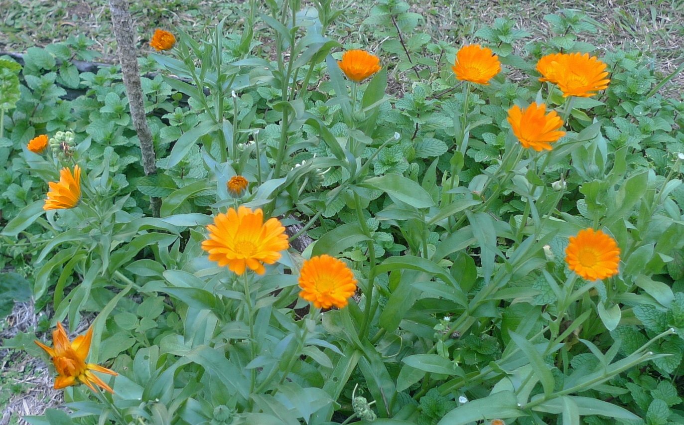 Where to buy dried Calendula or Pot Marigold in Singapore The Tender