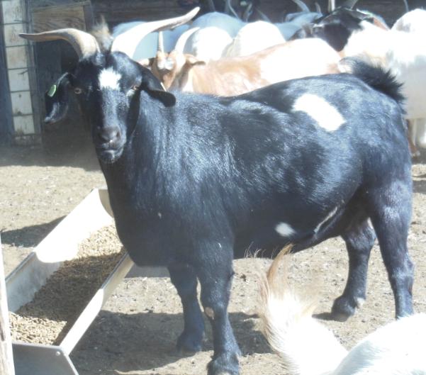 We stopped by this cider mill when we were on a road trip to tn last month. TexMasterâ¢ Goats
