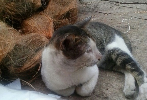 Cicak, Kucing Penjaga Dagangan | teraju.id