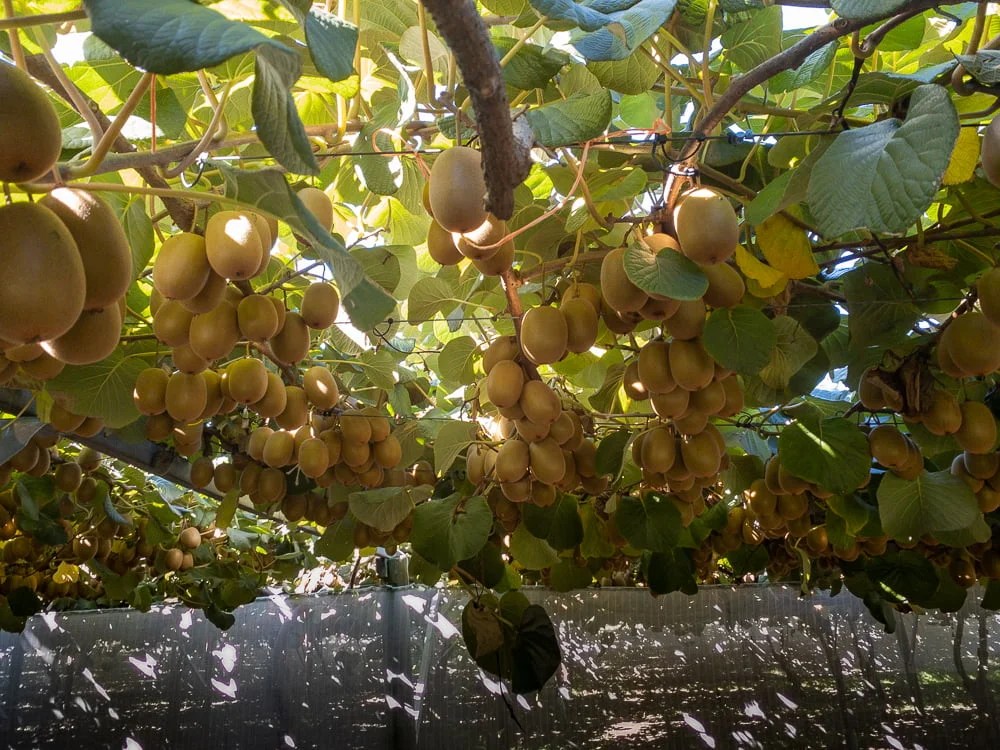 Friday Fotos - under the shade of the kiwi vine - Terry Ambrose