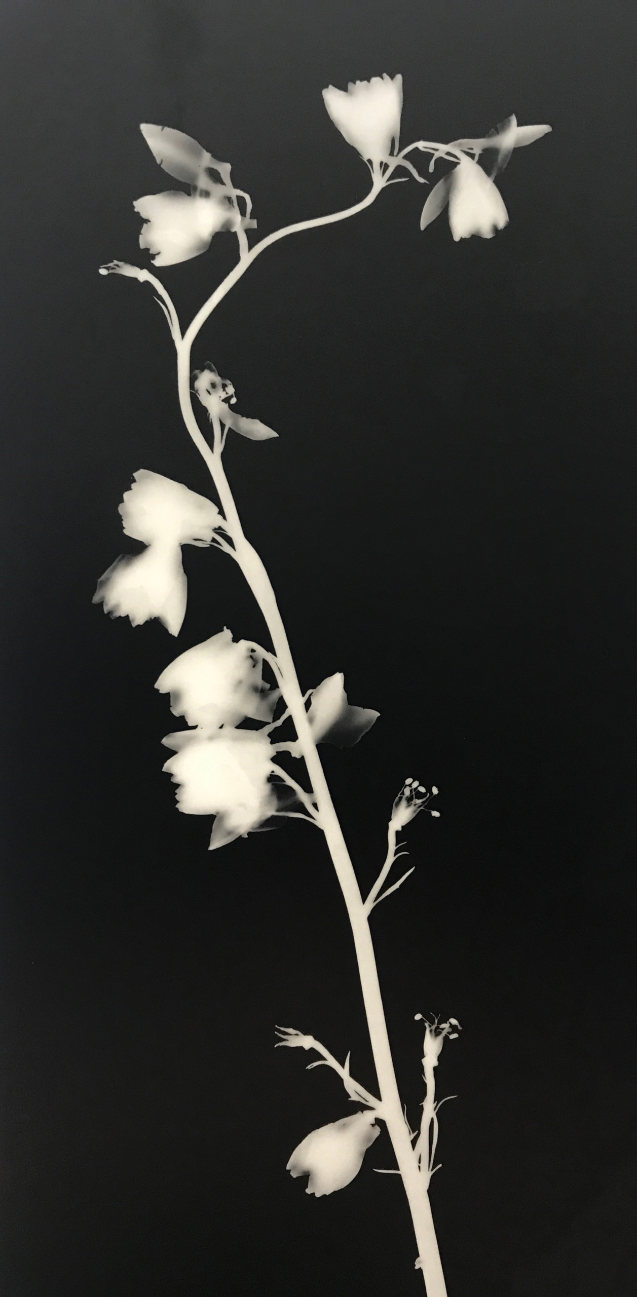 Jette Ellgaard: Havdal